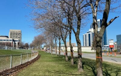 Les bases d’un dialogue éclairé sur la forêt urbaine